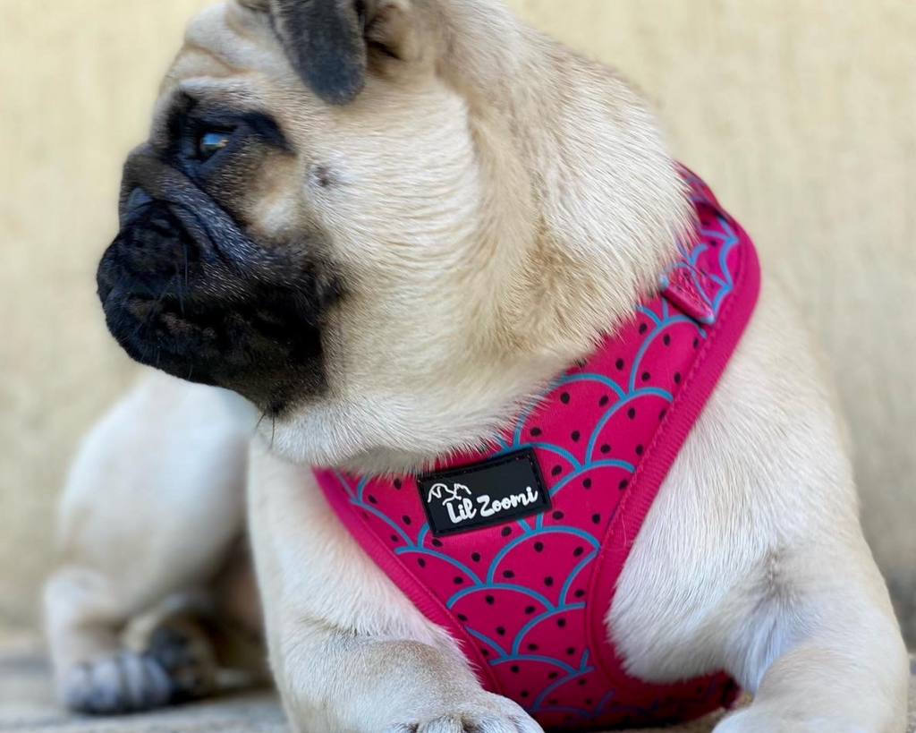 Pug wearing a watermelon dog & cat adjustable harness 
