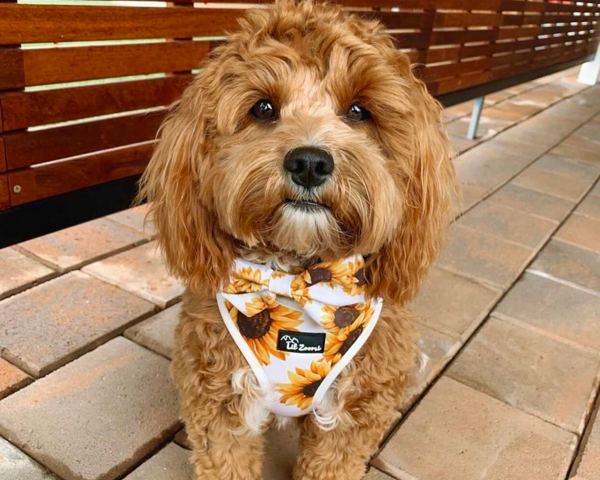 Sunflower Dog Harness Adjustable Neoprene Custom Design