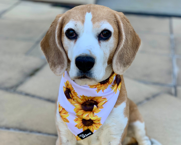Beagle dog wearing a sunflower dog bandanna