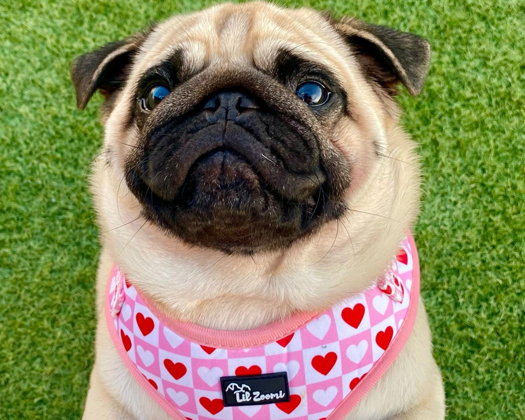 Pug wearing a loveheart dog & cat adjustable harness 