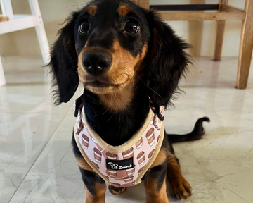 Dachshund/ sausage dog wearing a coffee dog harness