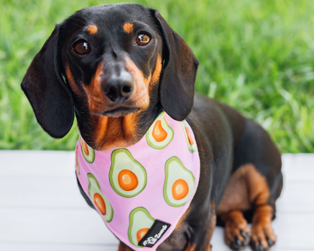 Dachshund/ sausage dog wearing an avocado dog bandanna