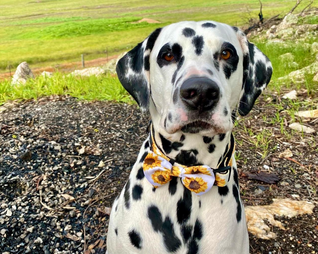Dalmatian dog wearing matching sunflower dog collars and dog bow
