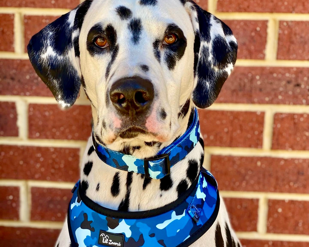 Dalmatian wearing a blue cammo print dog harness and collar