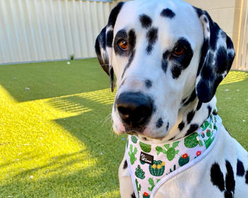 Dalmatian wearing a succulent and cactus dog harness