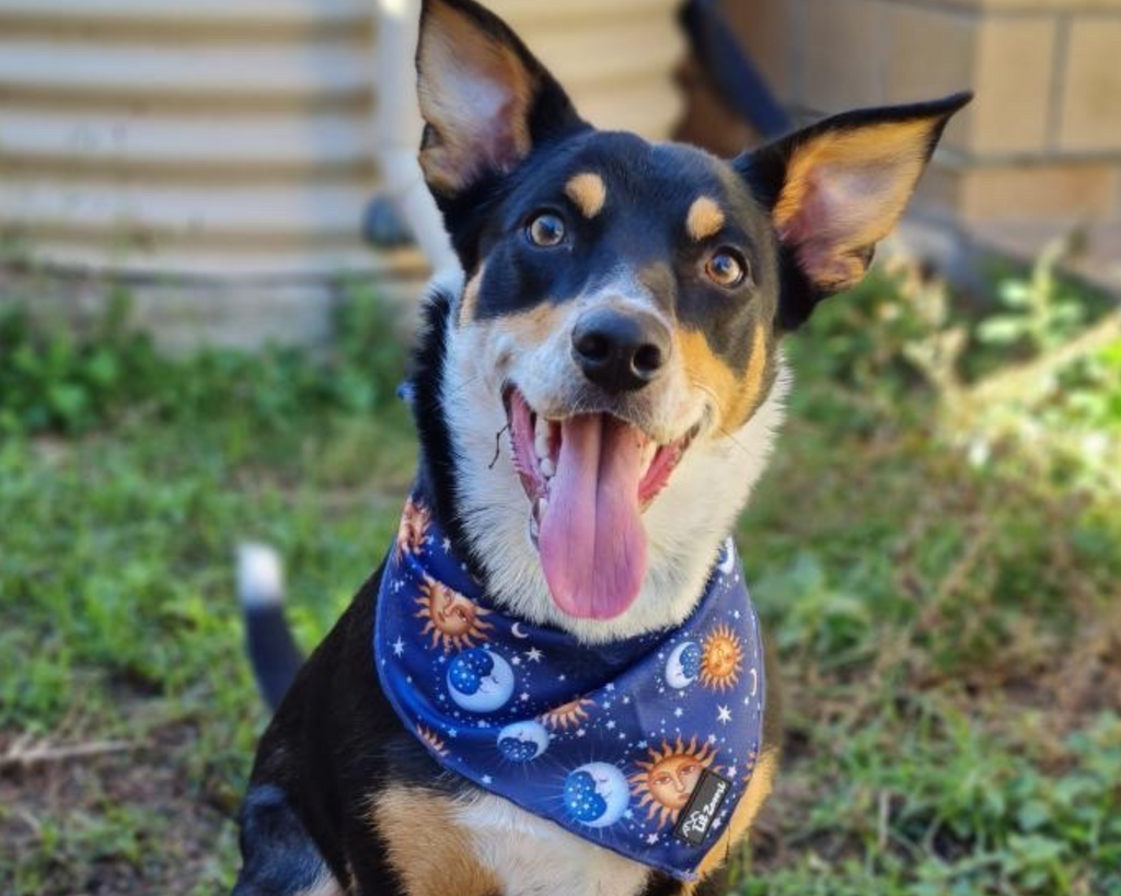 Dog wearing a blue star and moon dog bandanna