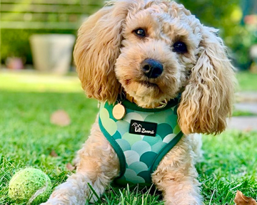 Dog wearing a green adjustable dog and cat harness