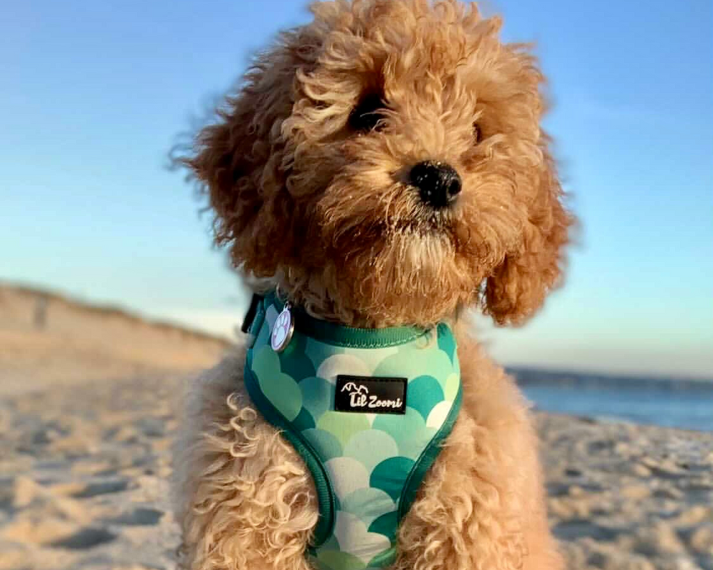 Dog wearing a green adjustable dog and cat harness at the beach