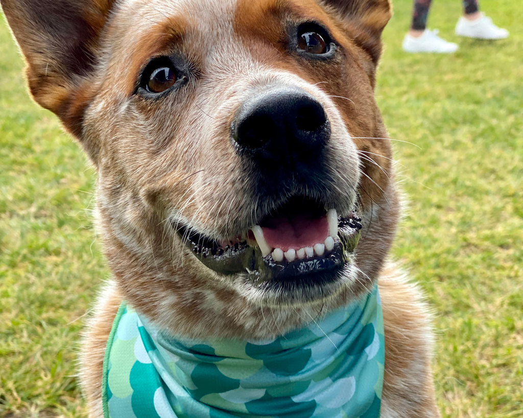 Dog wearing a green dog bandanna