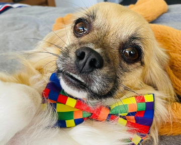 Dog wearing a rainbow dog bowtie