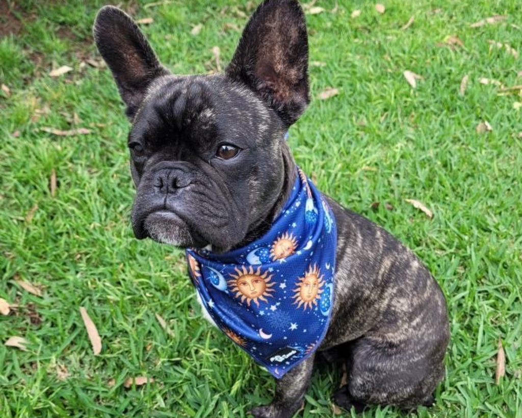 French bulldog wearing a blue star and moon dog bandanna