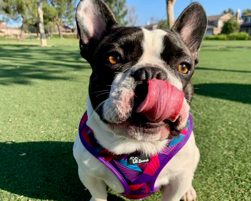 French bulldog wearing a purple dog & cat adjustable harness 