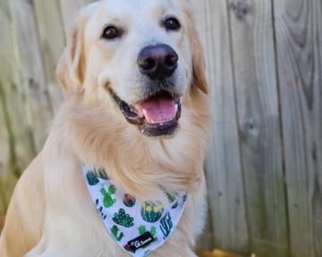 Golden retriever dog wearing a succulent and cactus dog bandanna 