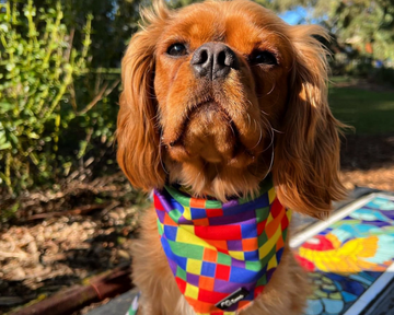 King Charles Cavalier wearing a rainbow dog bandanna