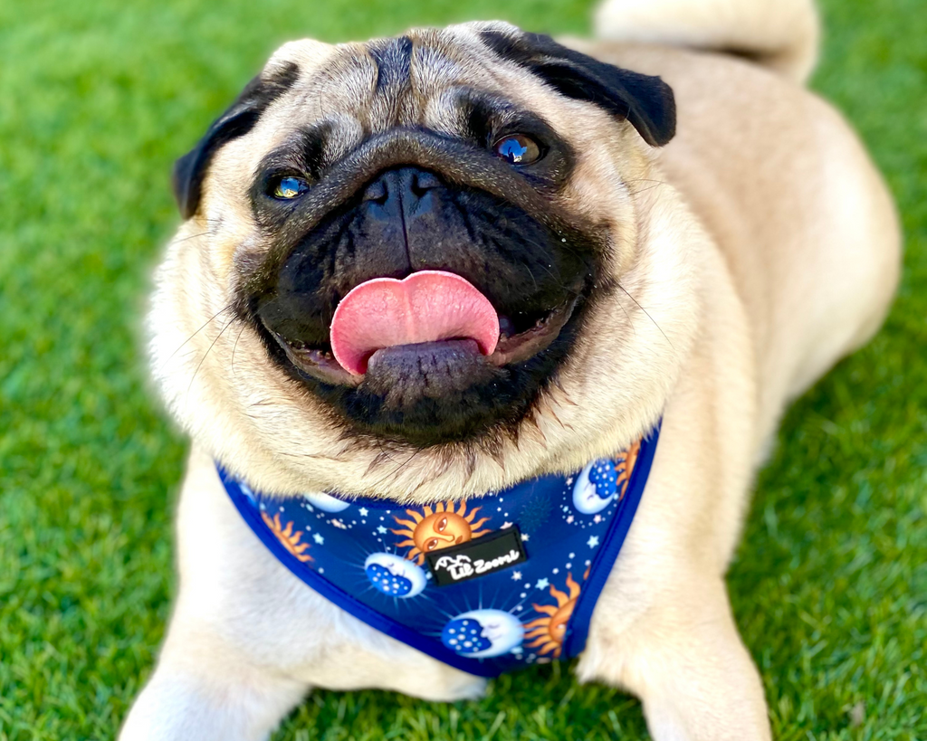 Pug wearing a blue star and moon dog harness