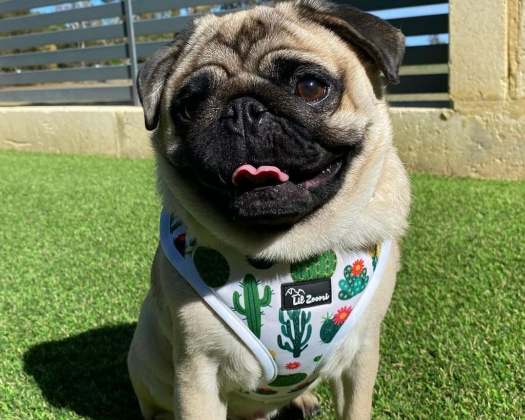 Pug wearing a cactus and succulent dog & cat adjustable harness 