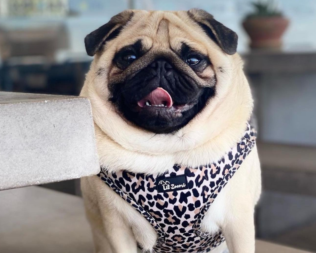 Pug wearing a leopard print dog & cat adjustable harness 