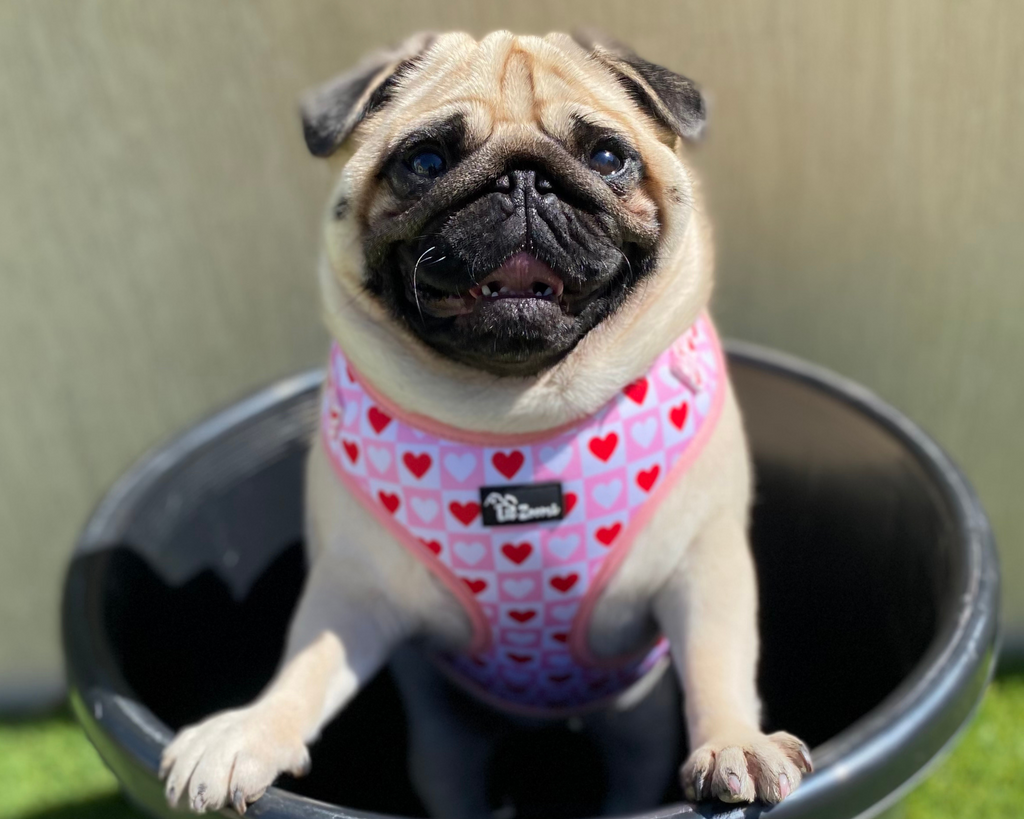 Pug wearing a loveheart dog & cat adjustable harness 
