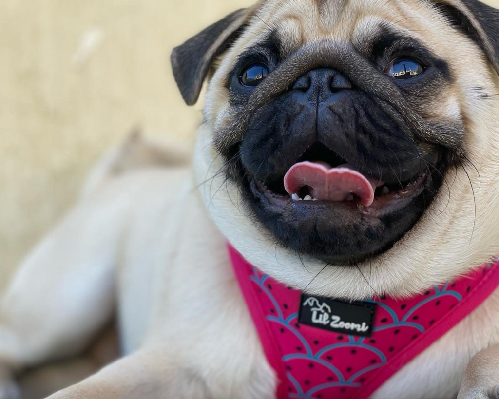 Pug wearing a watermelon dog & cat adjustable harness 