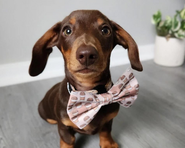 Sausage dog wearing a coffee print dog collar and coffee print dog bow-tie
