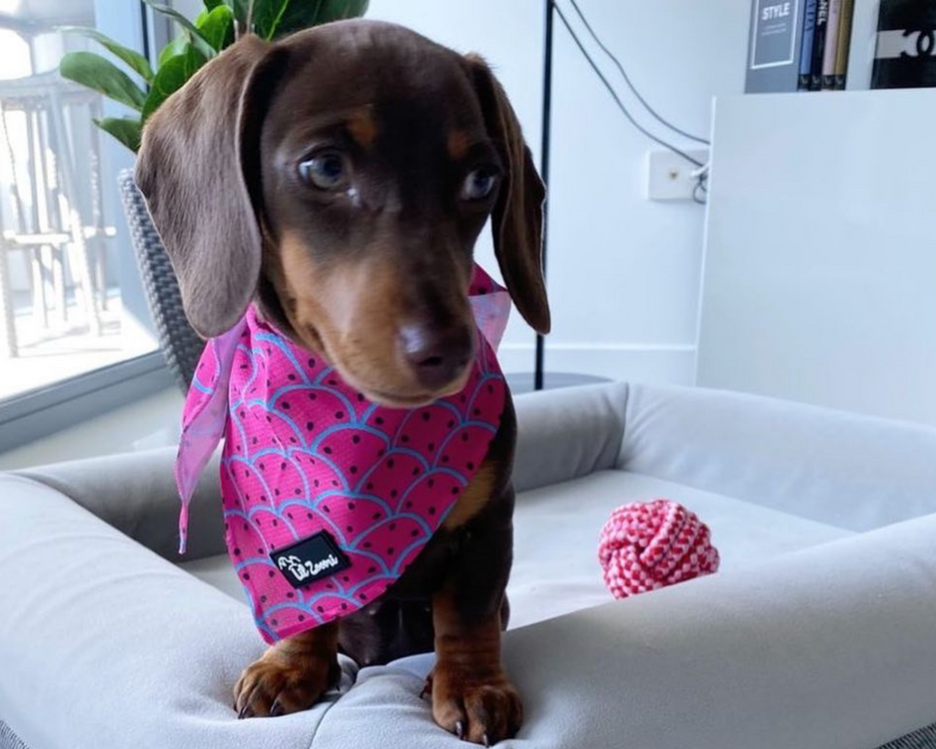 Sausage dog wearing a watermelon dog bandanna