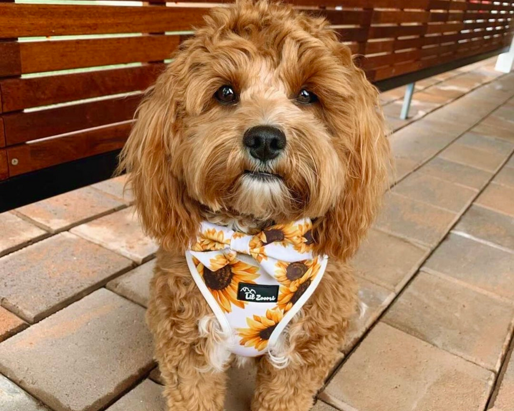 dog wearing matching sunflower dog harness and dog bowtie