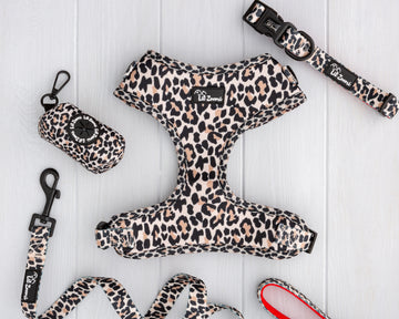 leopard print dog and cat pet accessories walking bundle