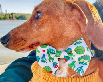 sausage dog wearing matching cactus dog collars and dog bow