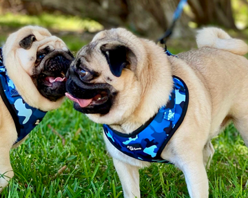two pugs wearing matching blue cammo print dog and cat ajustable harnesses