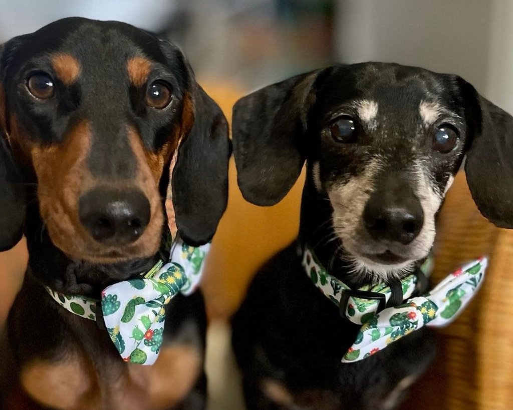 two sausage dogs wearing matching cactus dog collars and dog bow