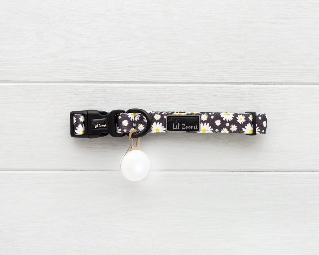 Lil Zoomi Night safety flashing LED lights white with collar