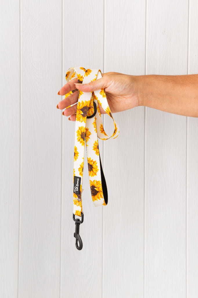 Sunflower dog  and cat lead