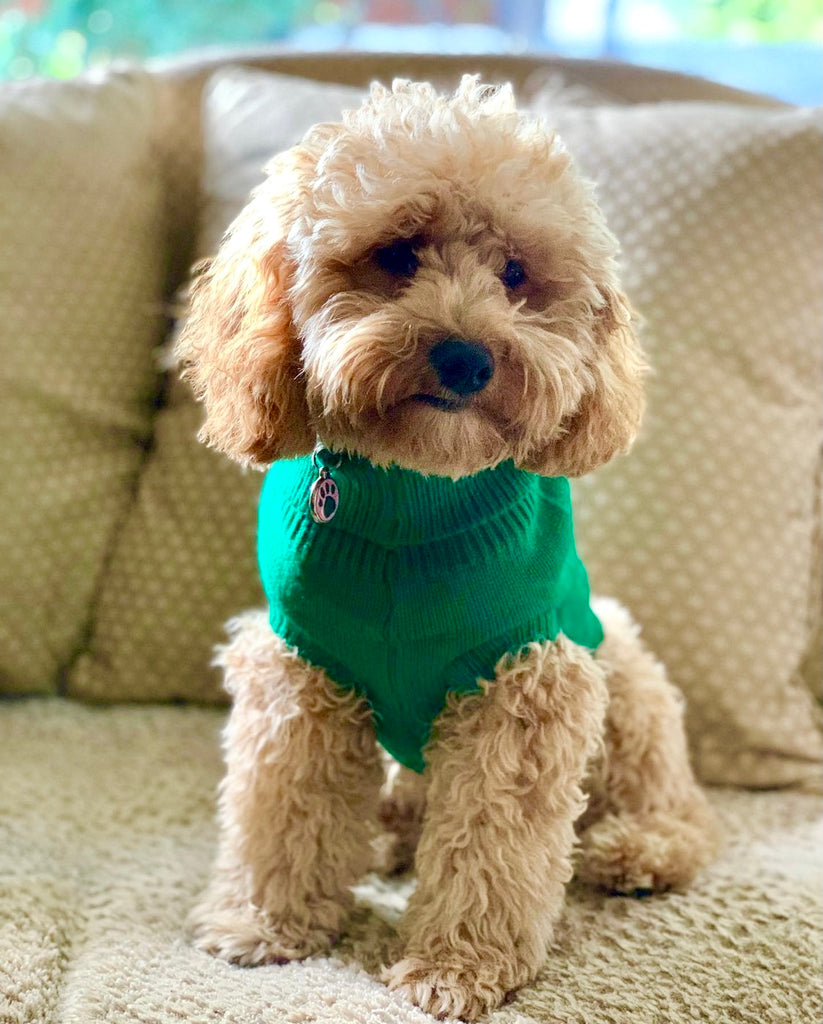 cat and dog green cable knit sweater